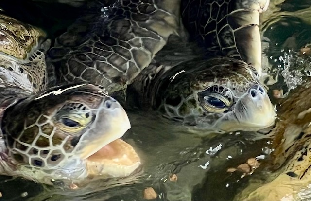 Cozumel Turtle Conservancy photo credit Ty Brickner